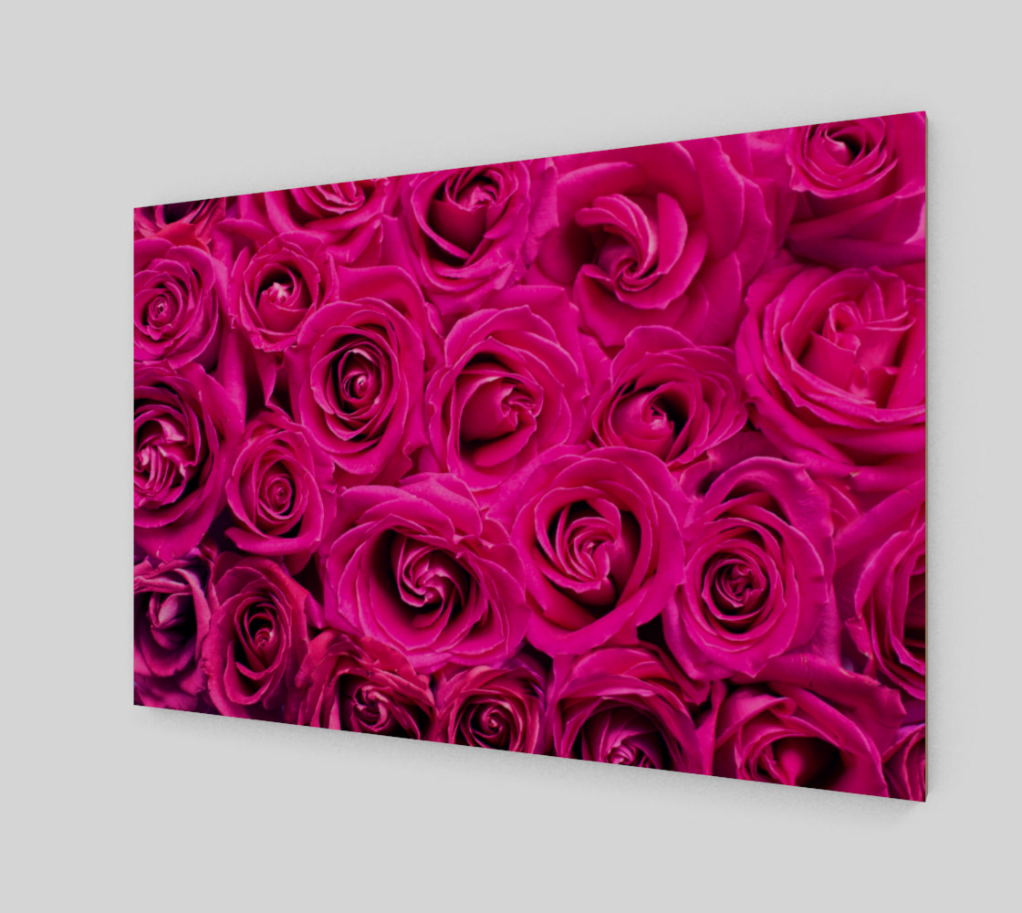 hot pink-roses preview #2
