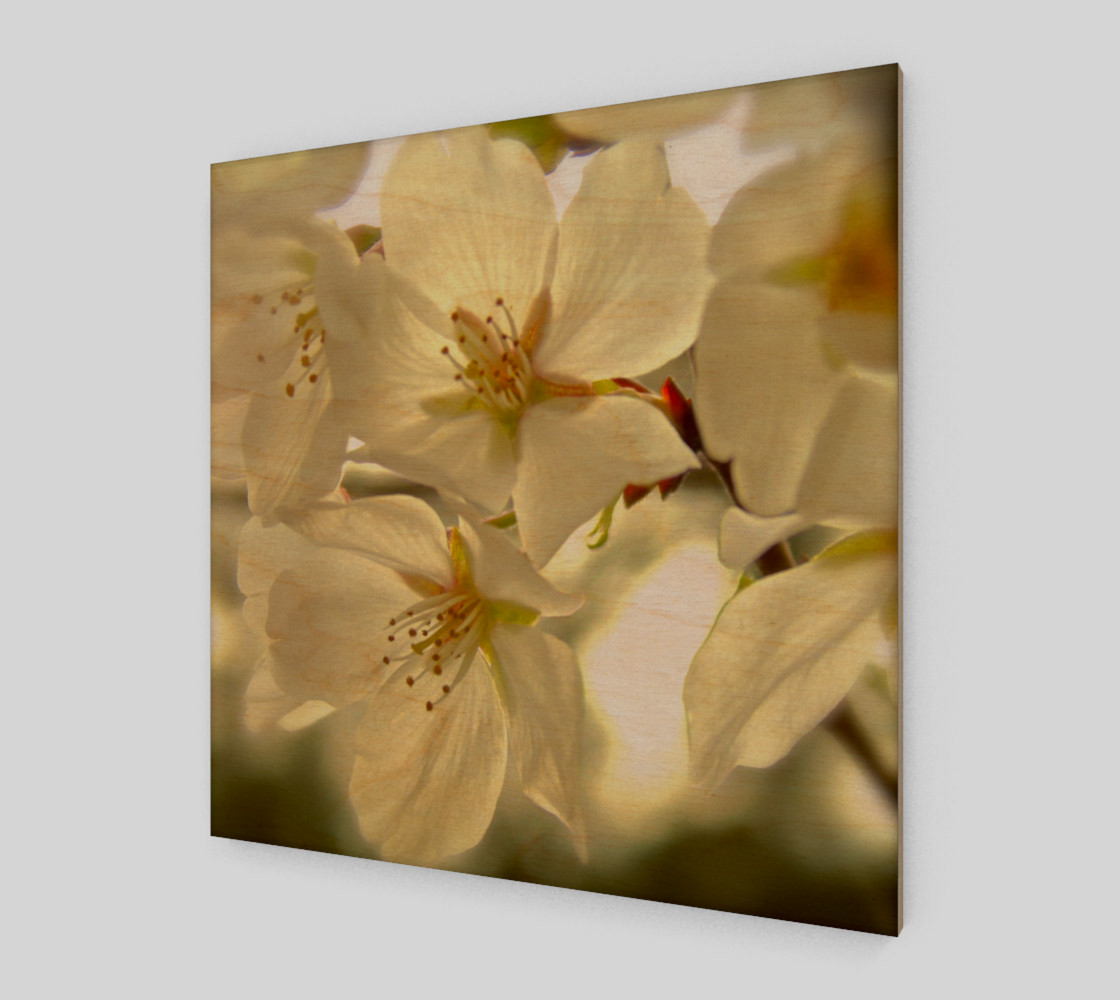 Cherry Blossoms preview #1