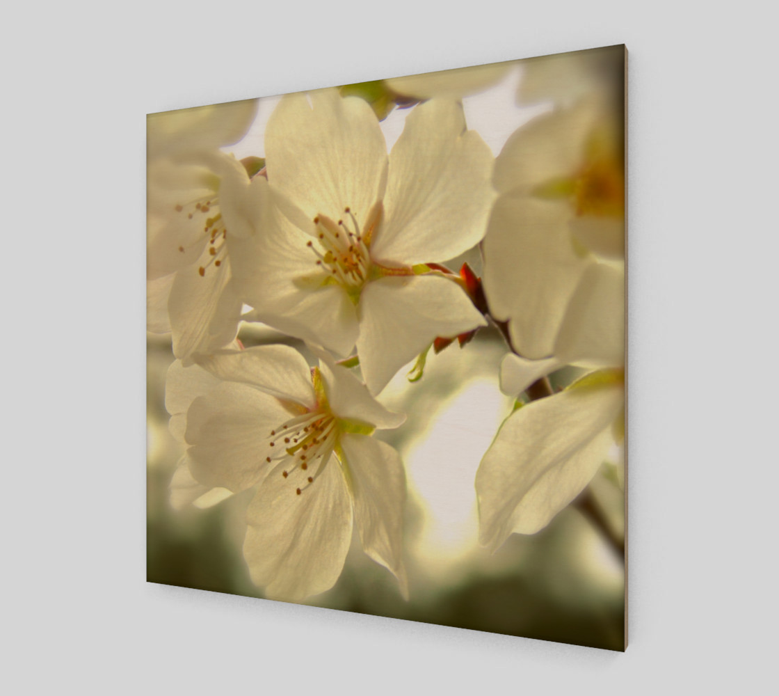 Cherry Blossoms preview #2