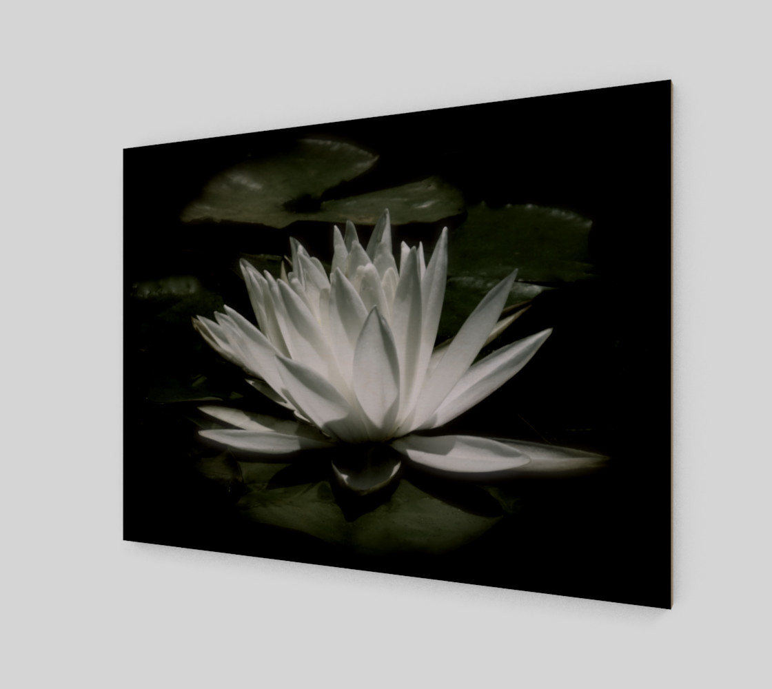 Water Lily By Moonlight preview #2