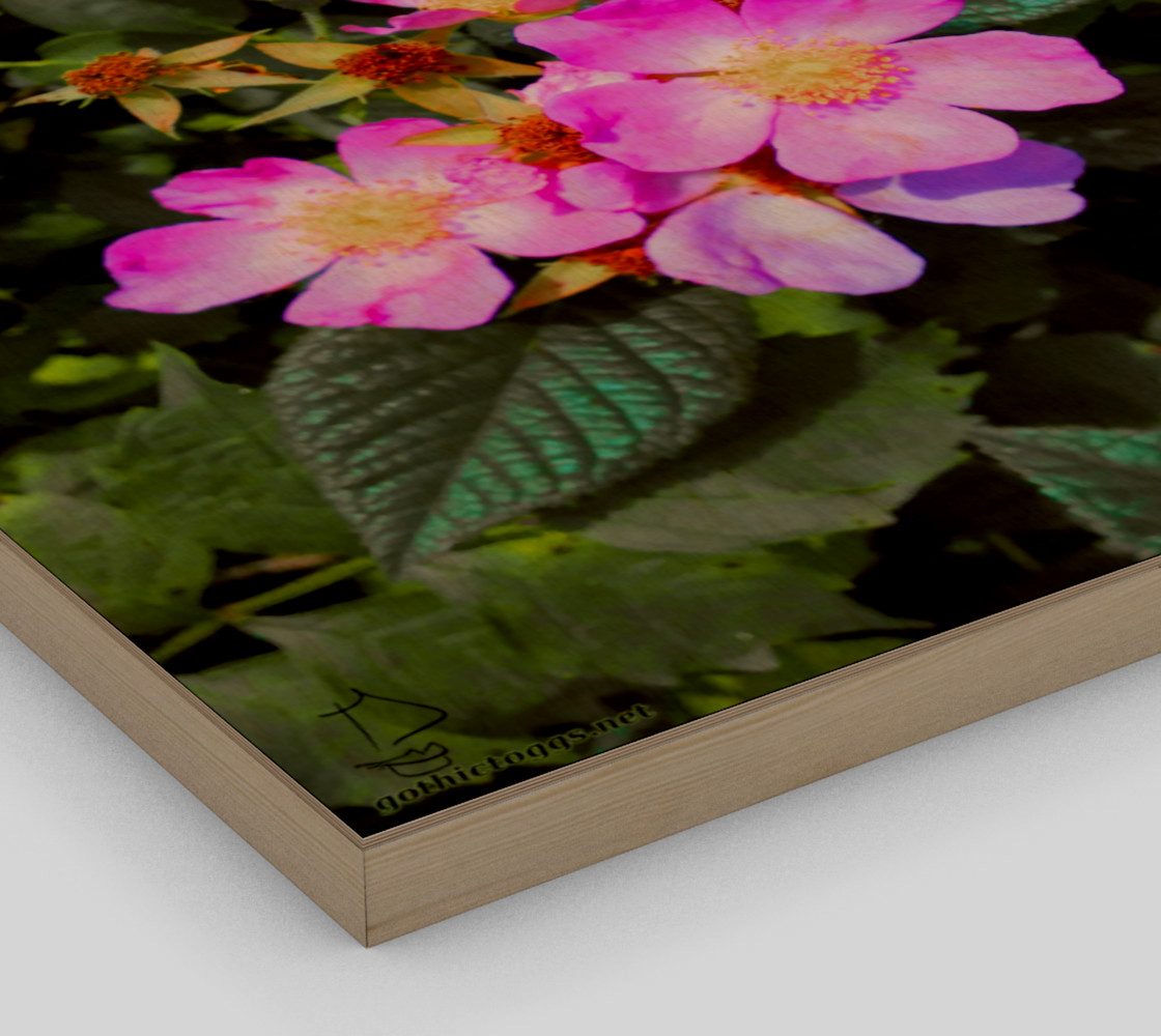Wild Roses Photographic print by Tabz Jones preview #3