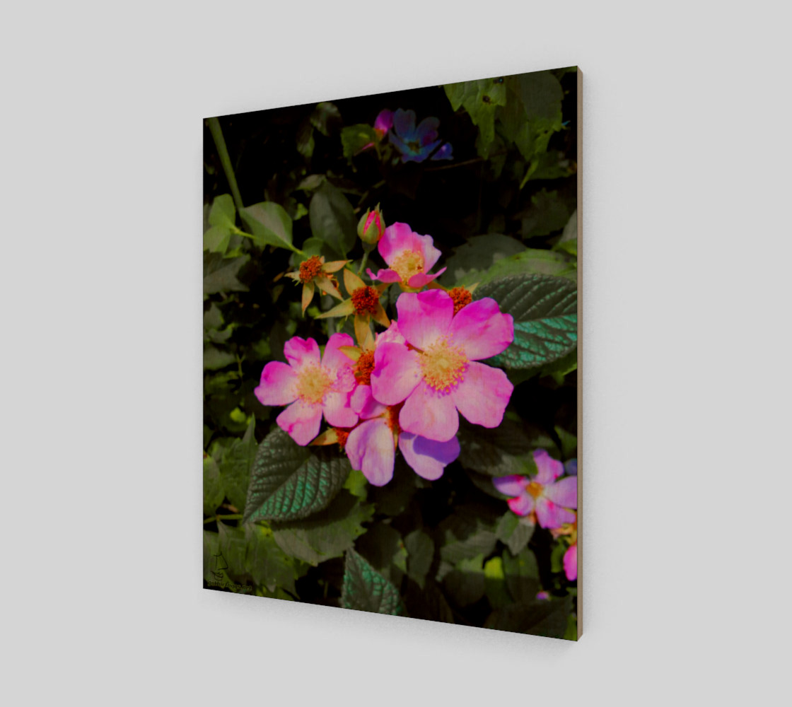 Wild Roses Photographic print by Tabz Jones preview #1