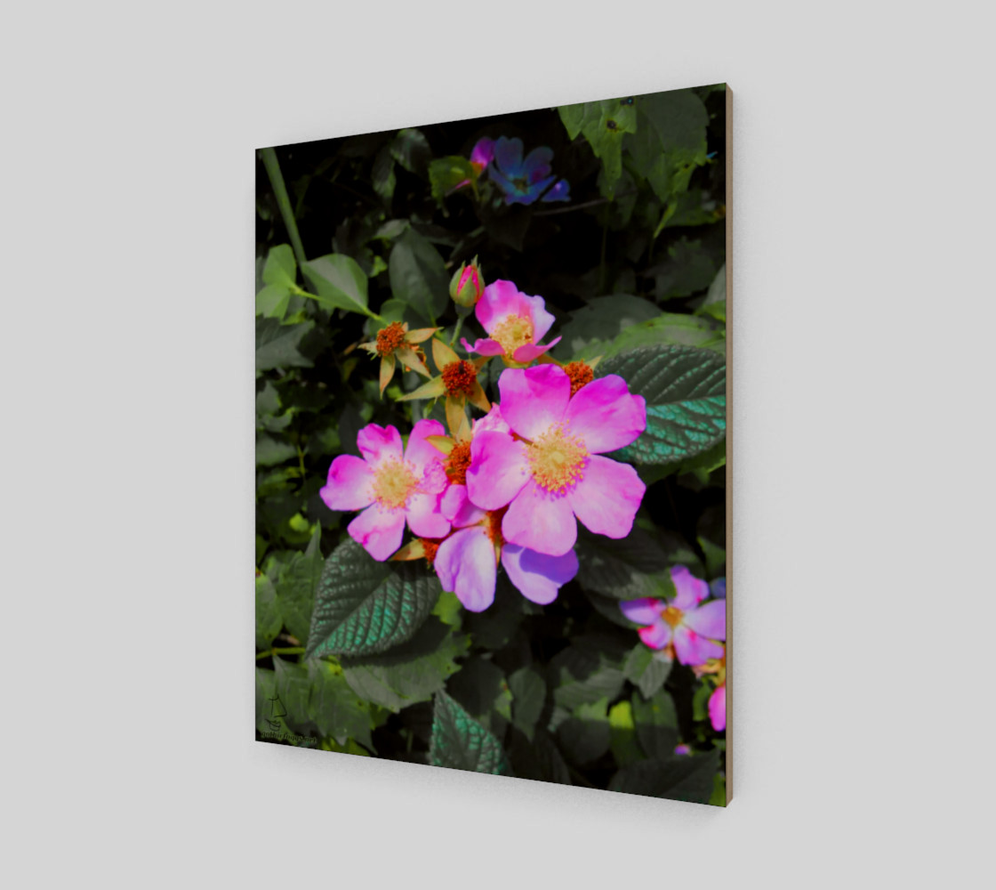 Wild Roses Photographic print by Tabz Jones preview #2