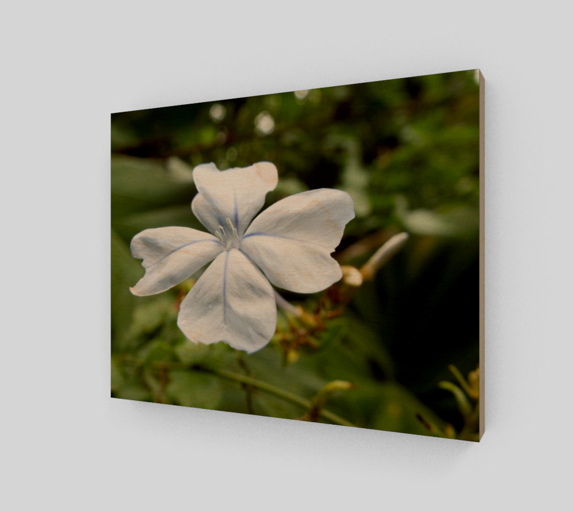 Aperçu de Plumbago #1