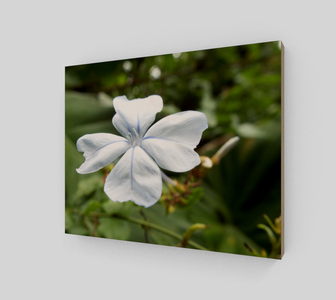 Aperçu de Plumbago #2
