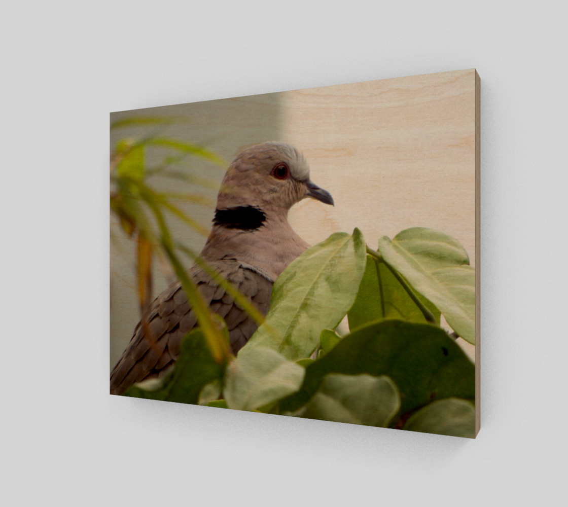 Aperçu de Ring-necked Dove #1