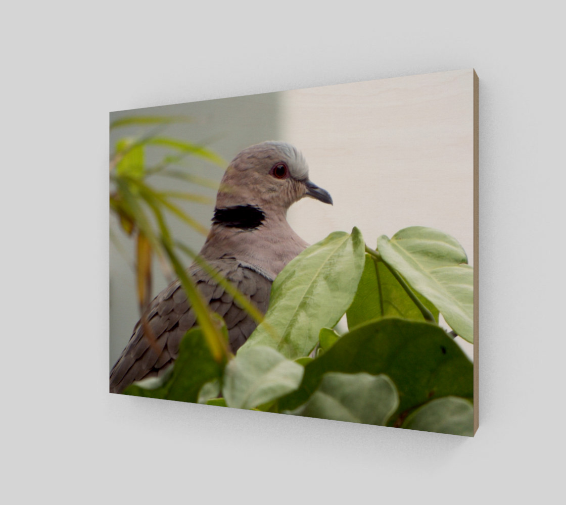Aperçu de Ring-necked Dove #2