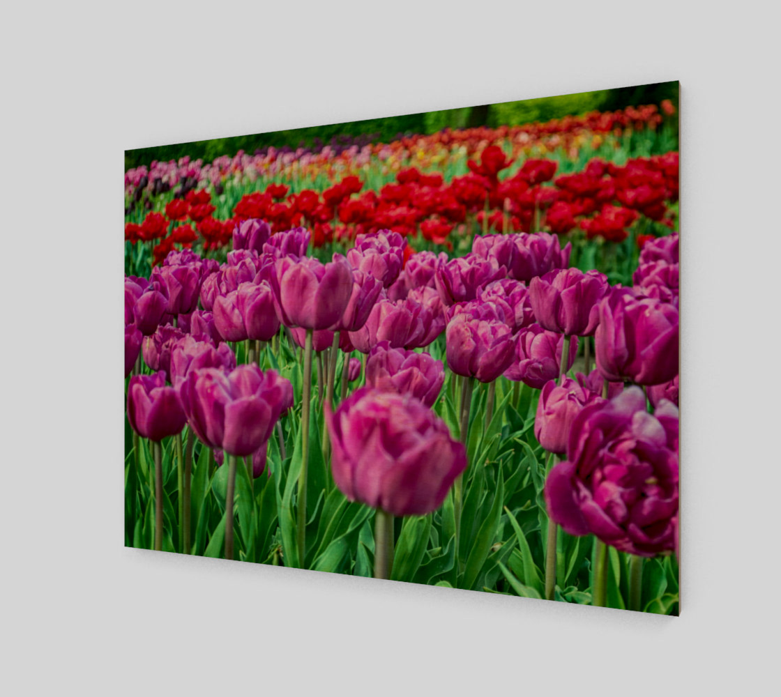Aperçu de Tulip Field #1
