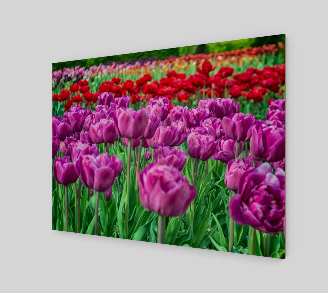 Aperçu de Tulip Field #2