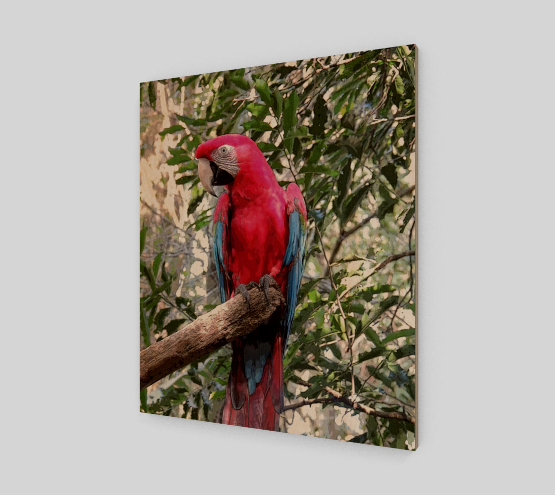 Scarlet Macaw preview #1