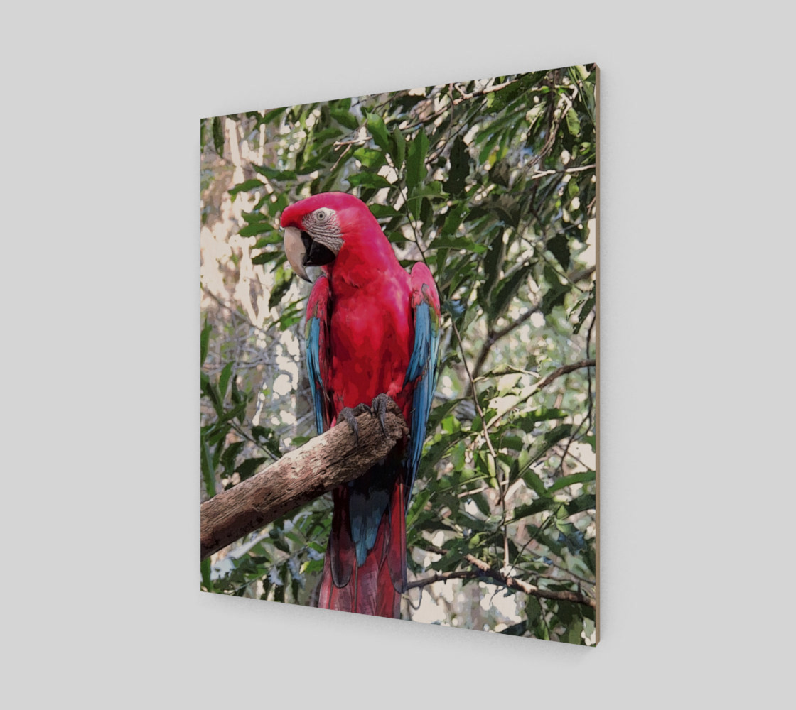 Scarlet Macaw preview #2