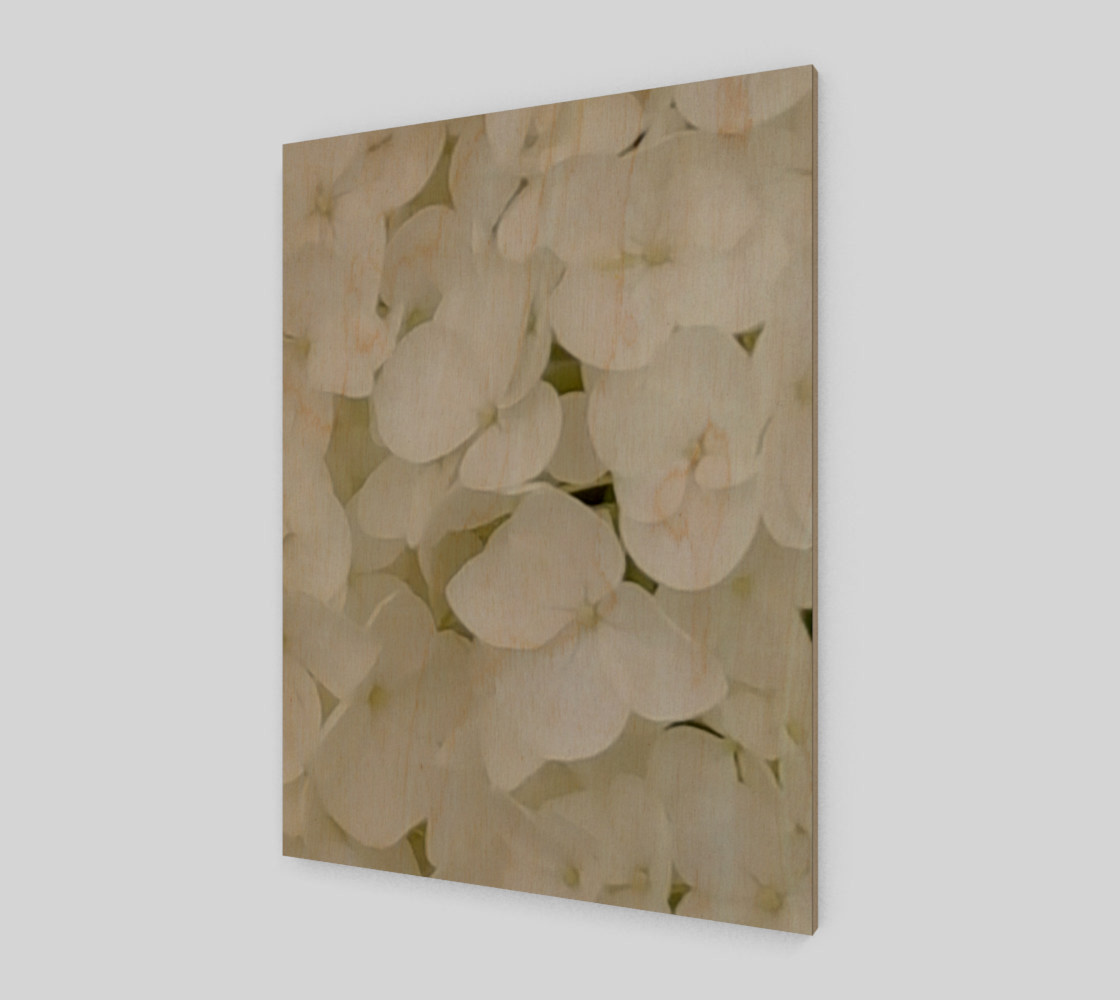 Hydrangea Flowers White Blossom Floral Photography preview #1