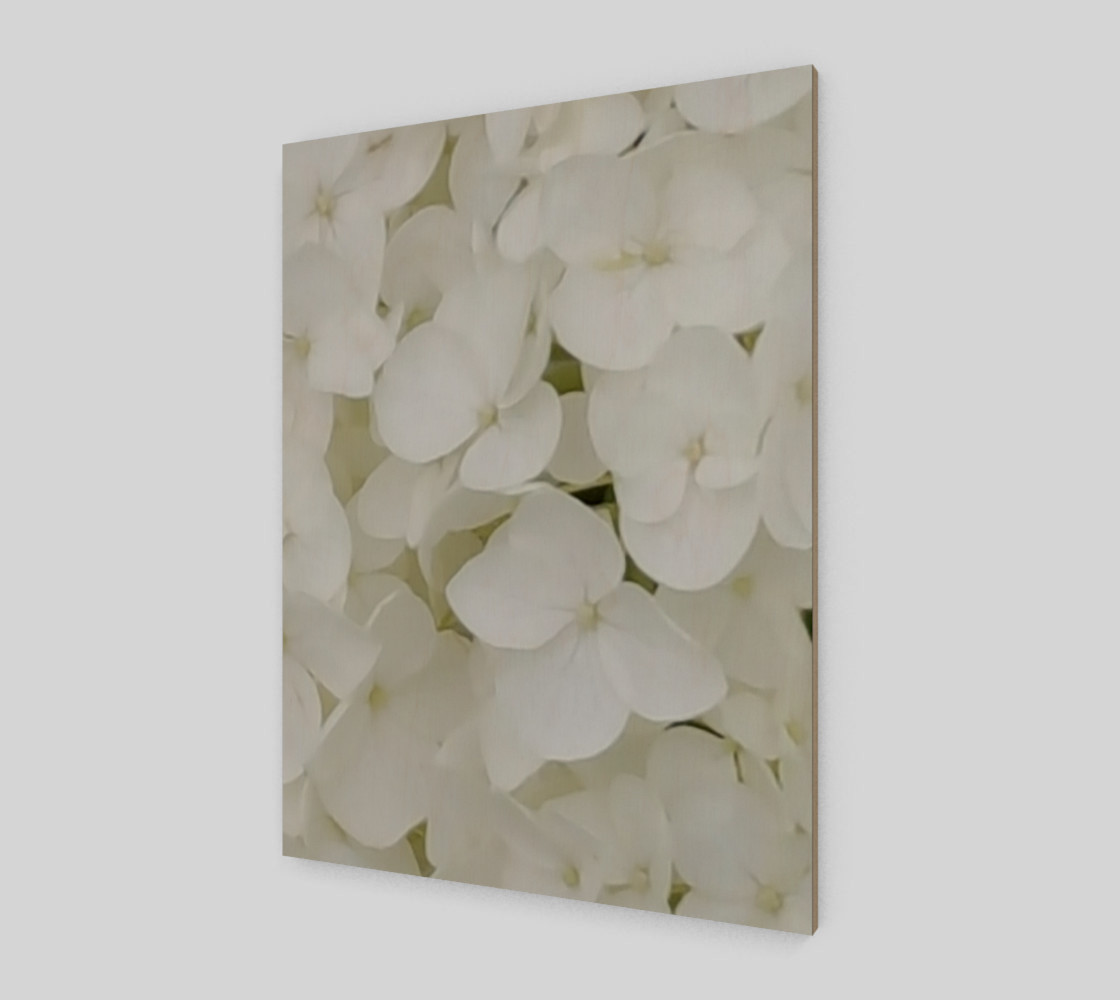 Hydrangea Flowers White Blossom Floral Photography preview #2