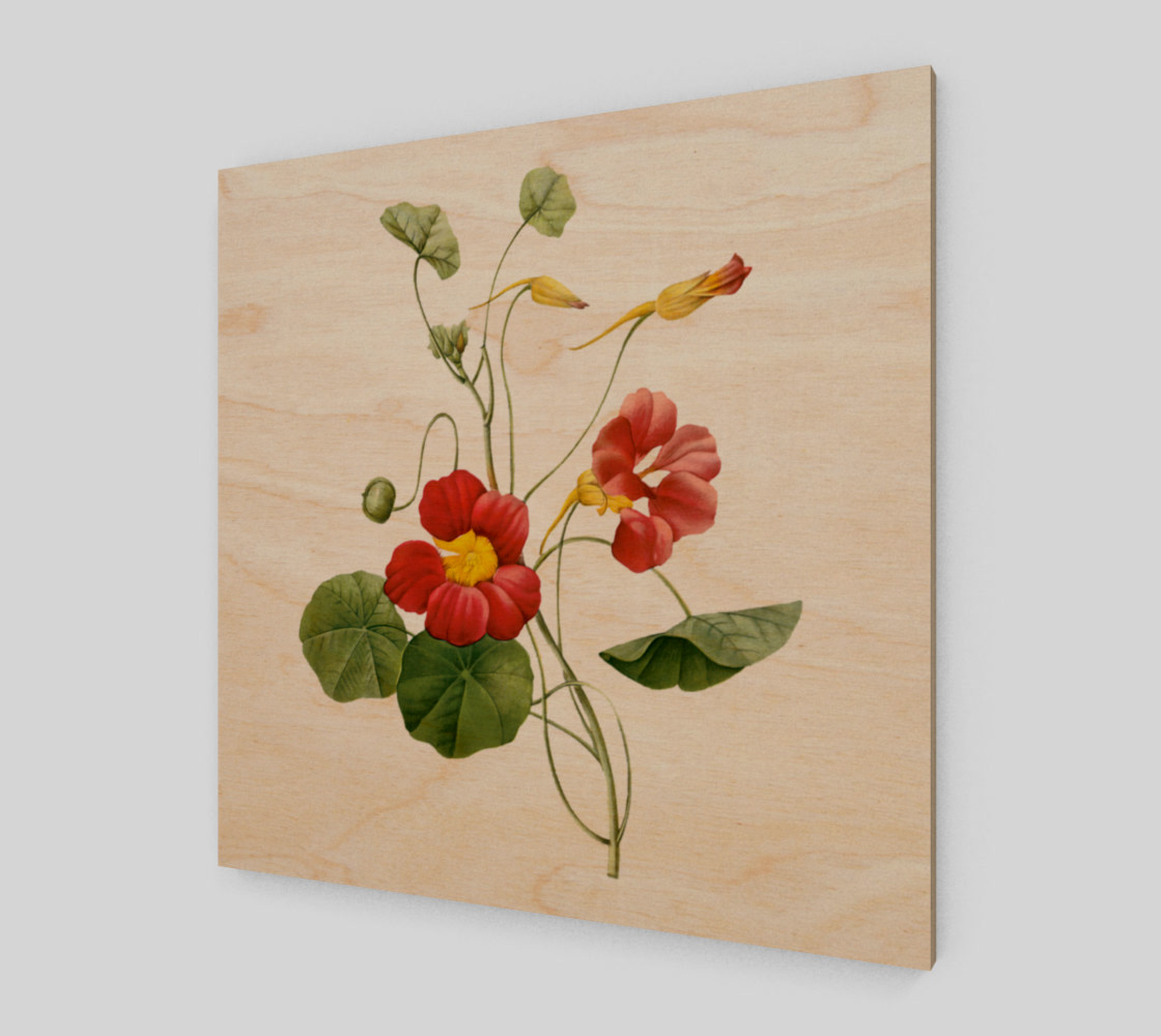 FF - Vintage - Flower - Nasturtium - Pierre Joseph Celestin Redouté preview #1