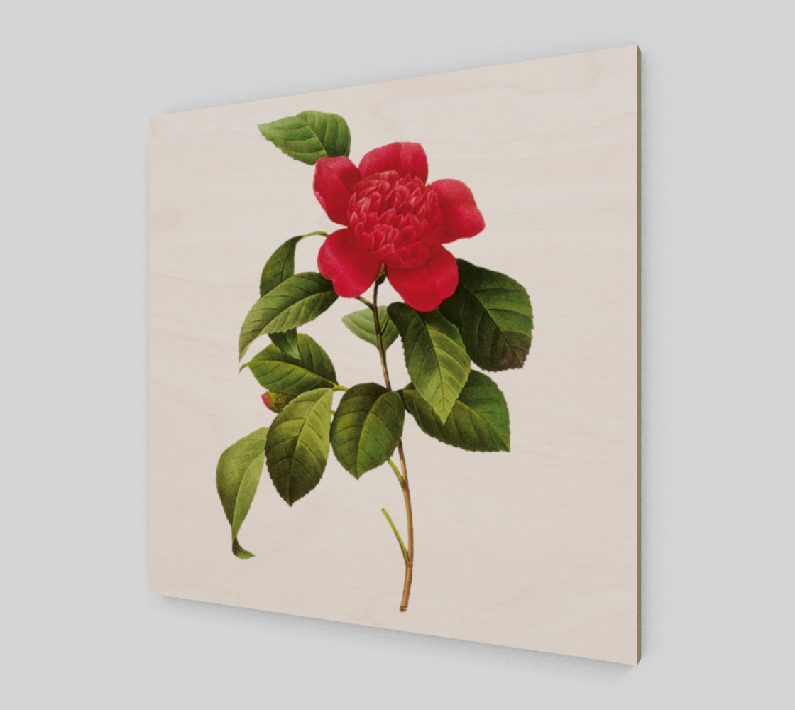 FF - Vintage Flower - Camellia Anemoniflora - Redoute Flower preview #2