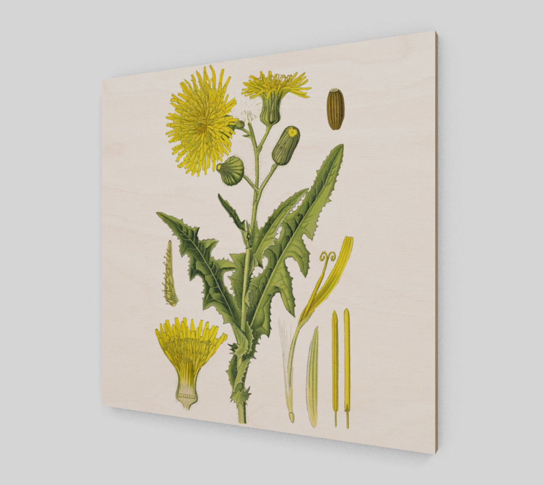 FF - Vintage Flower - Dandelion preview #2