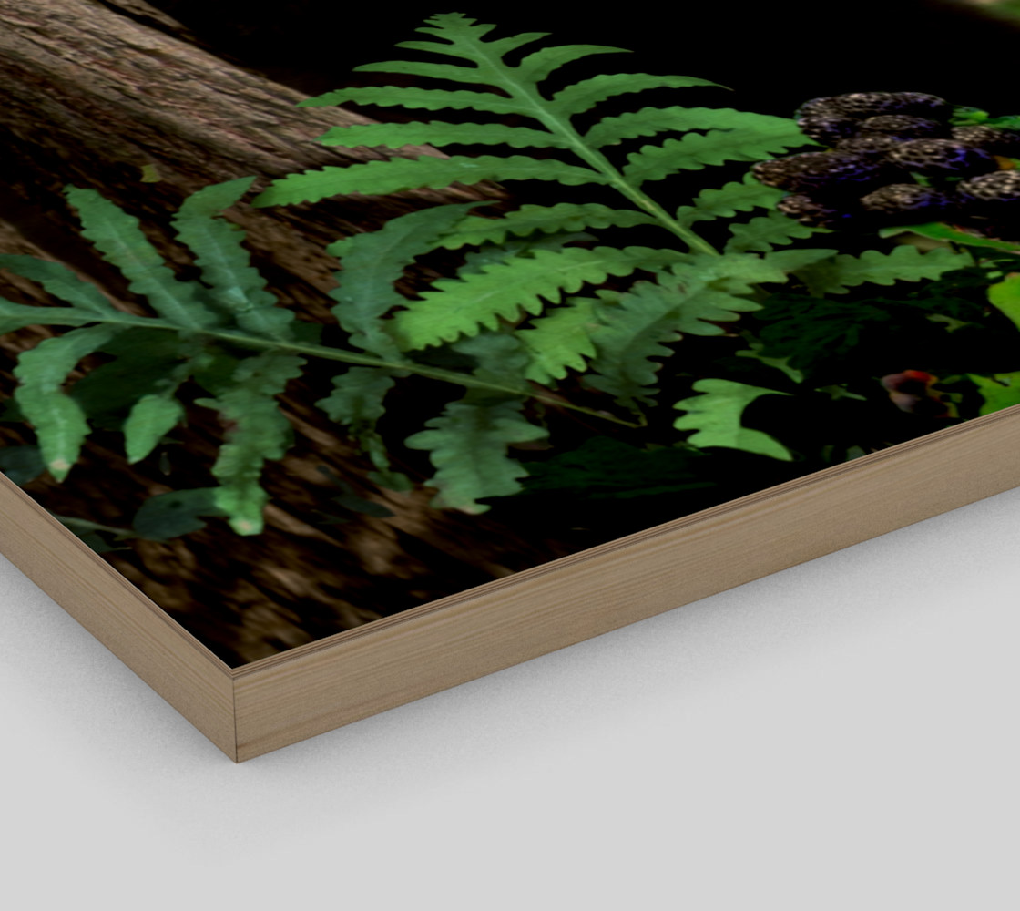FOREST - SUMMER - BLACK BEAR 001 preview #3