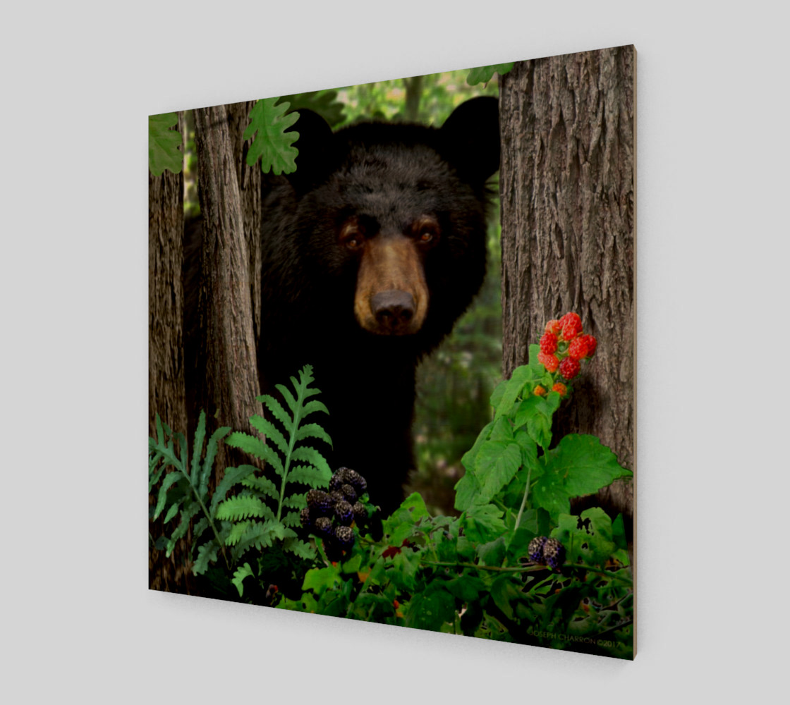 FOREST - SUMMER - BLACK BEAR 001 preview #1