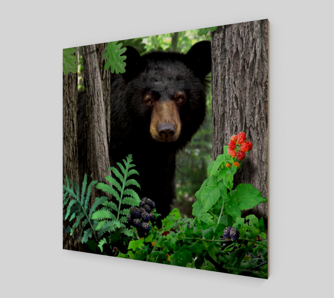 FOREST - SUMMER - BLACK BEAR 001 preview #2