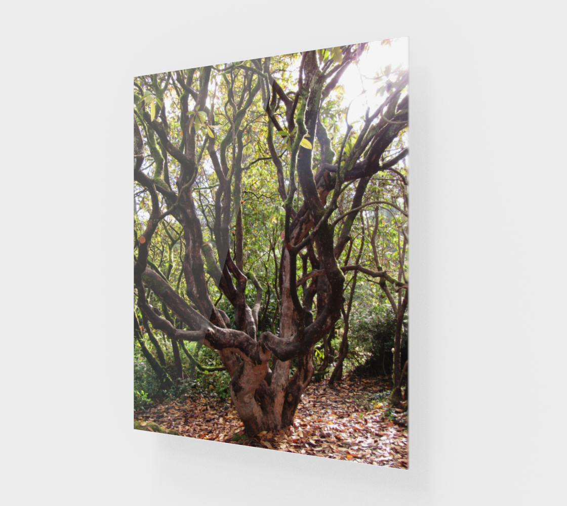 Treez preview #1