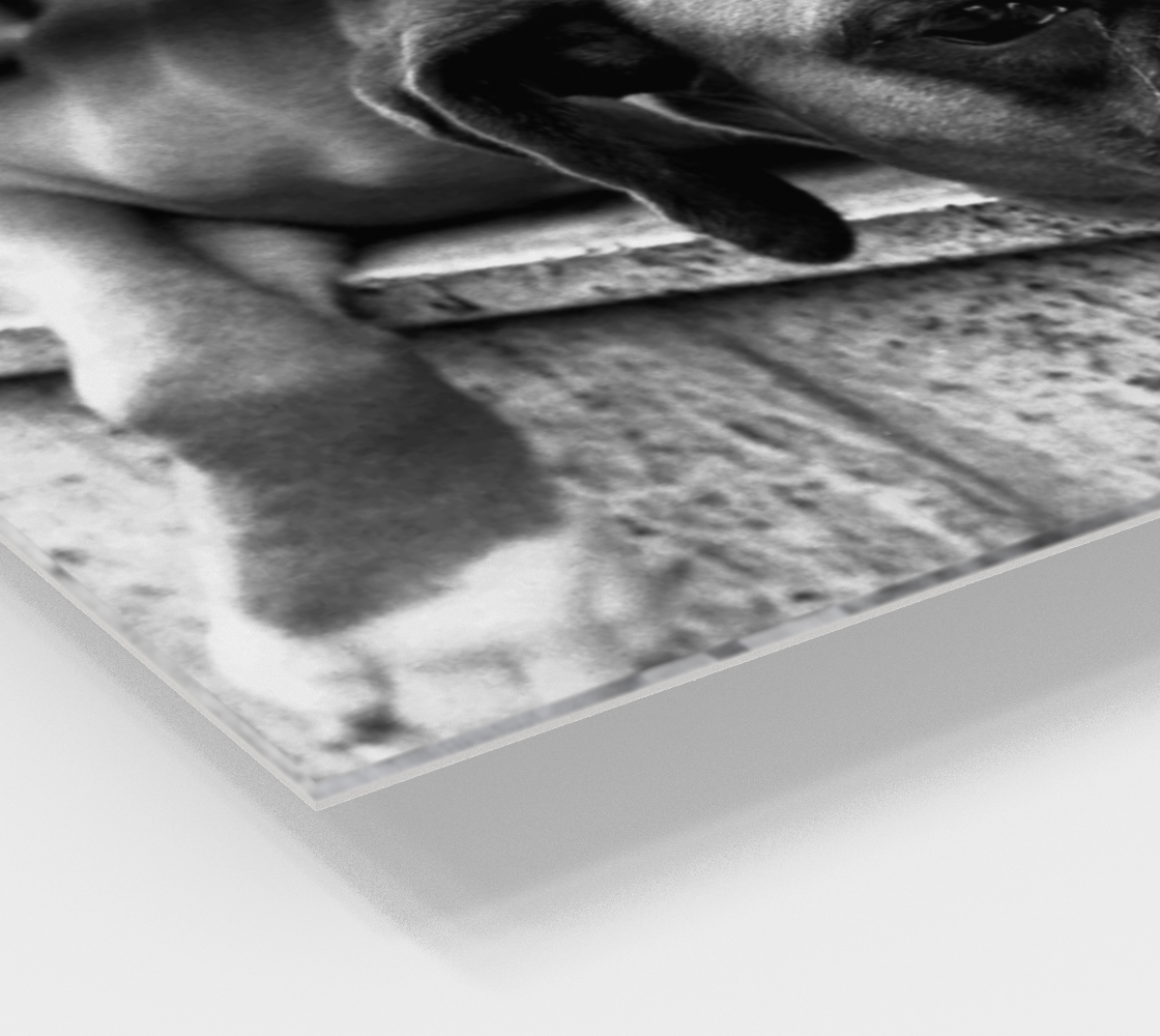 Boxer Dog On Windowsill Wall Art preview #2