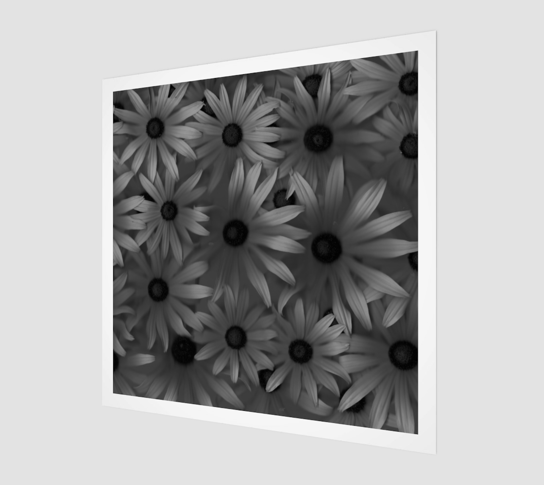 Aperçu de Black Eyed Susan Petals Shades of Gray on Acrylic, Birchwood, Canvas or Fine Art Print