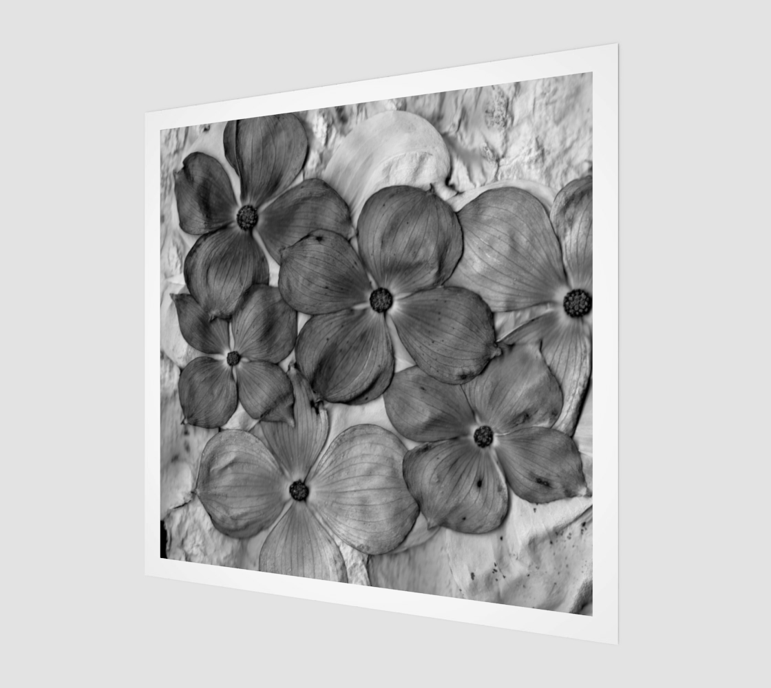 DIGITAL PRINT - MONOCHROME DOGWOOD BLOSSOMS - SHADES OF GRAY WALL ART HOME DECOR preview