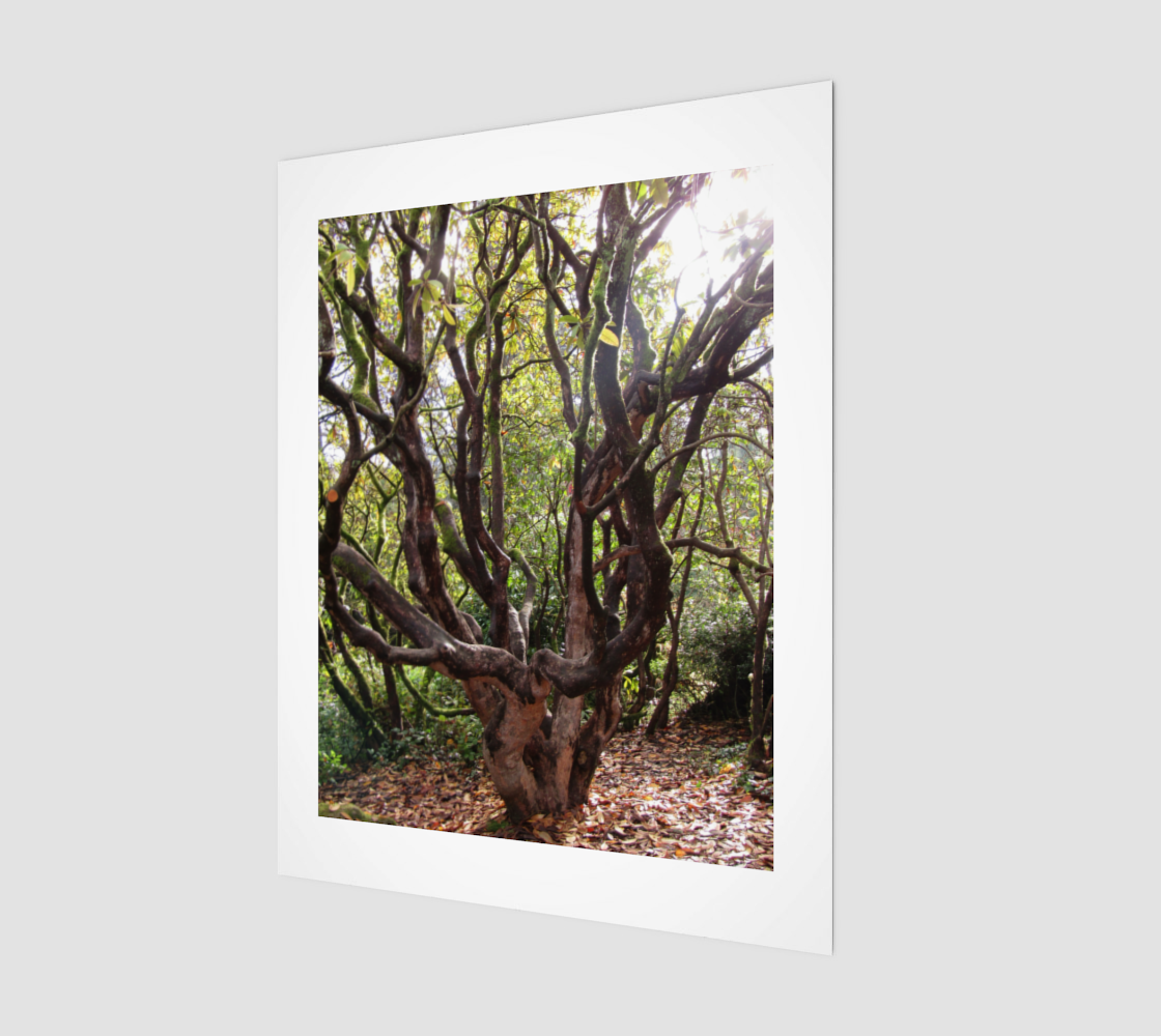 Treez preview