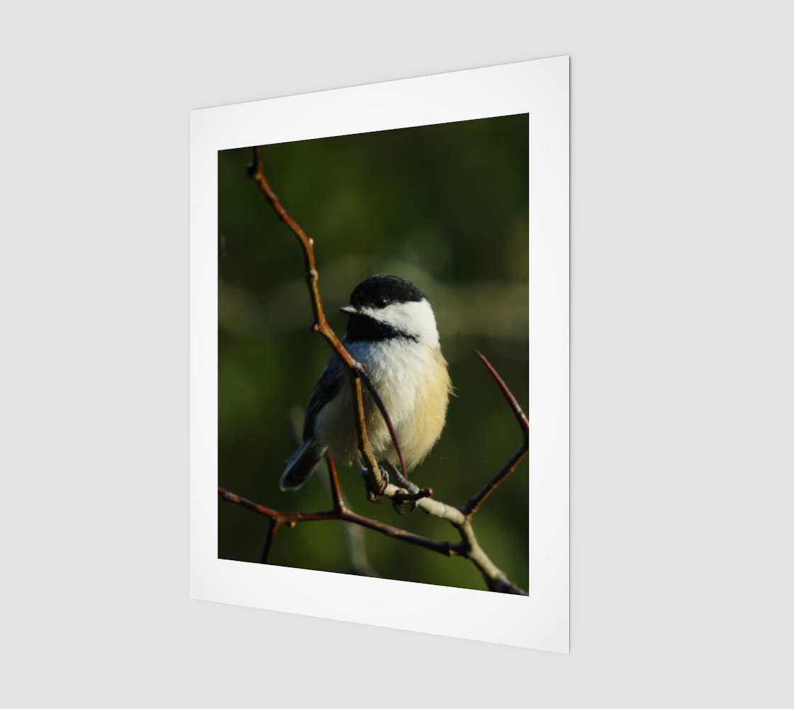 Black-Capped Chickadee preview