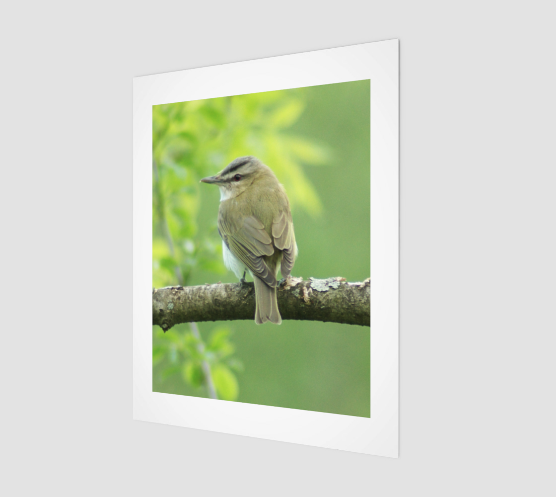 red-eyed vireo preview