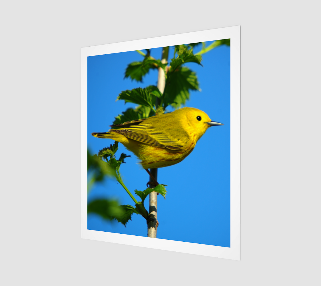 yellow warbler preview