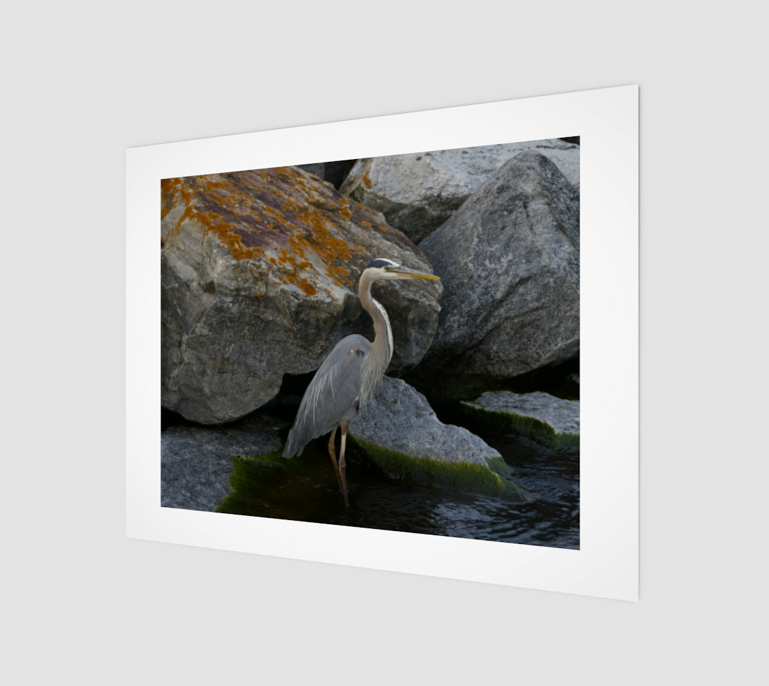 Great Blue Heron II preview