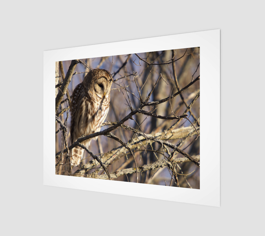 barred owl preview