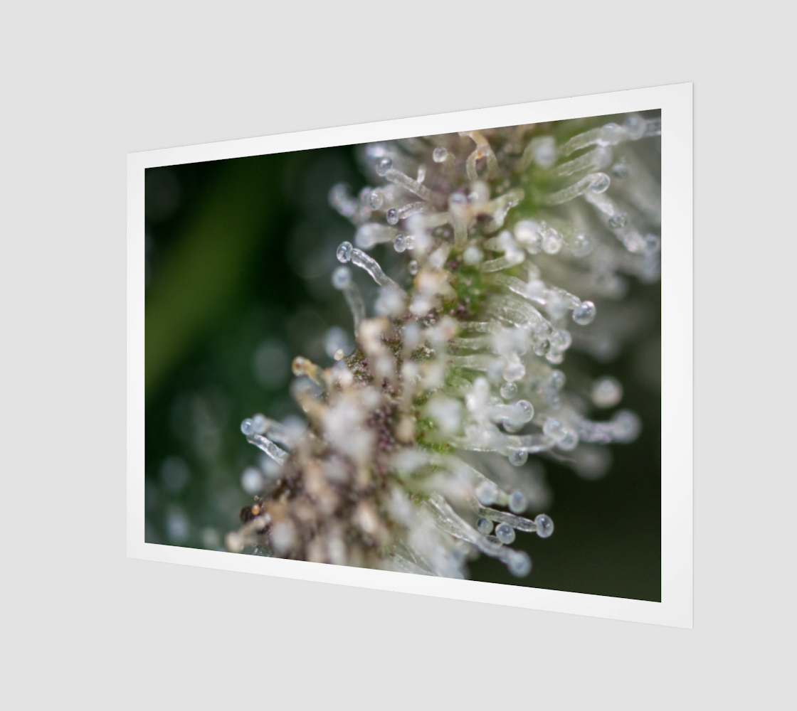 Trichomes & Terpenes 4:3 Wall Art preview