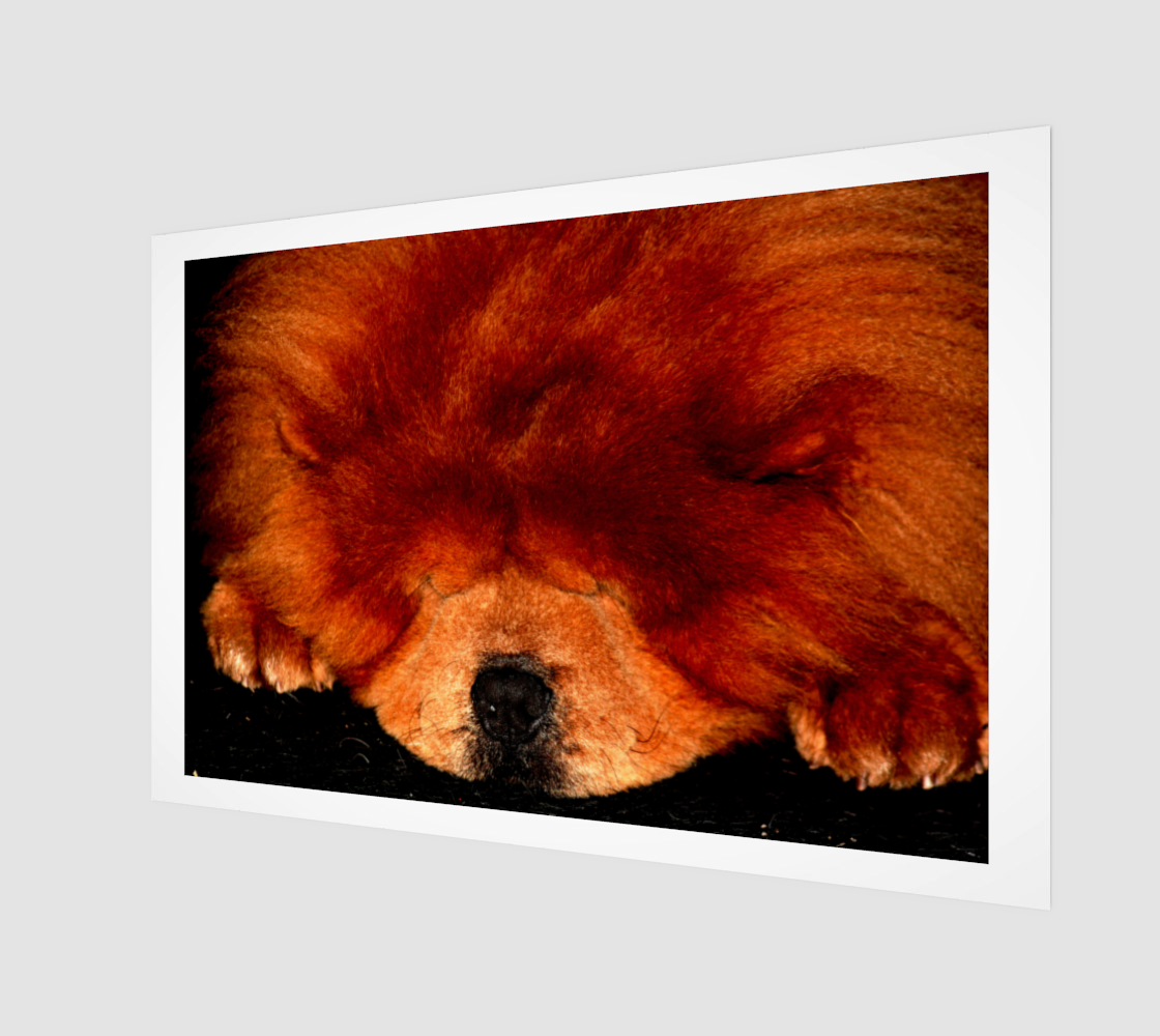 Sleeping Chow Chow Poster Print preview