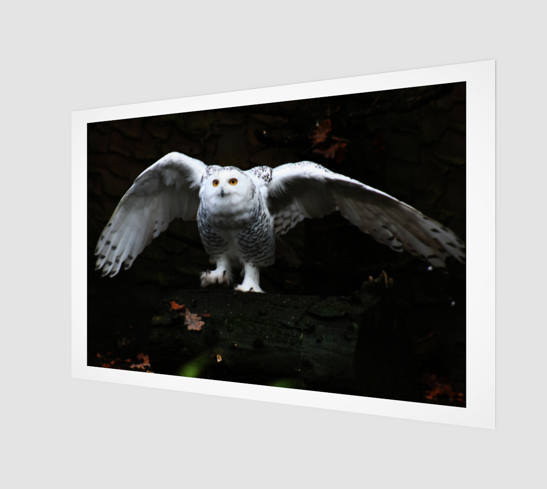 Snowy Owl With Open Wings Acrylic Print preview