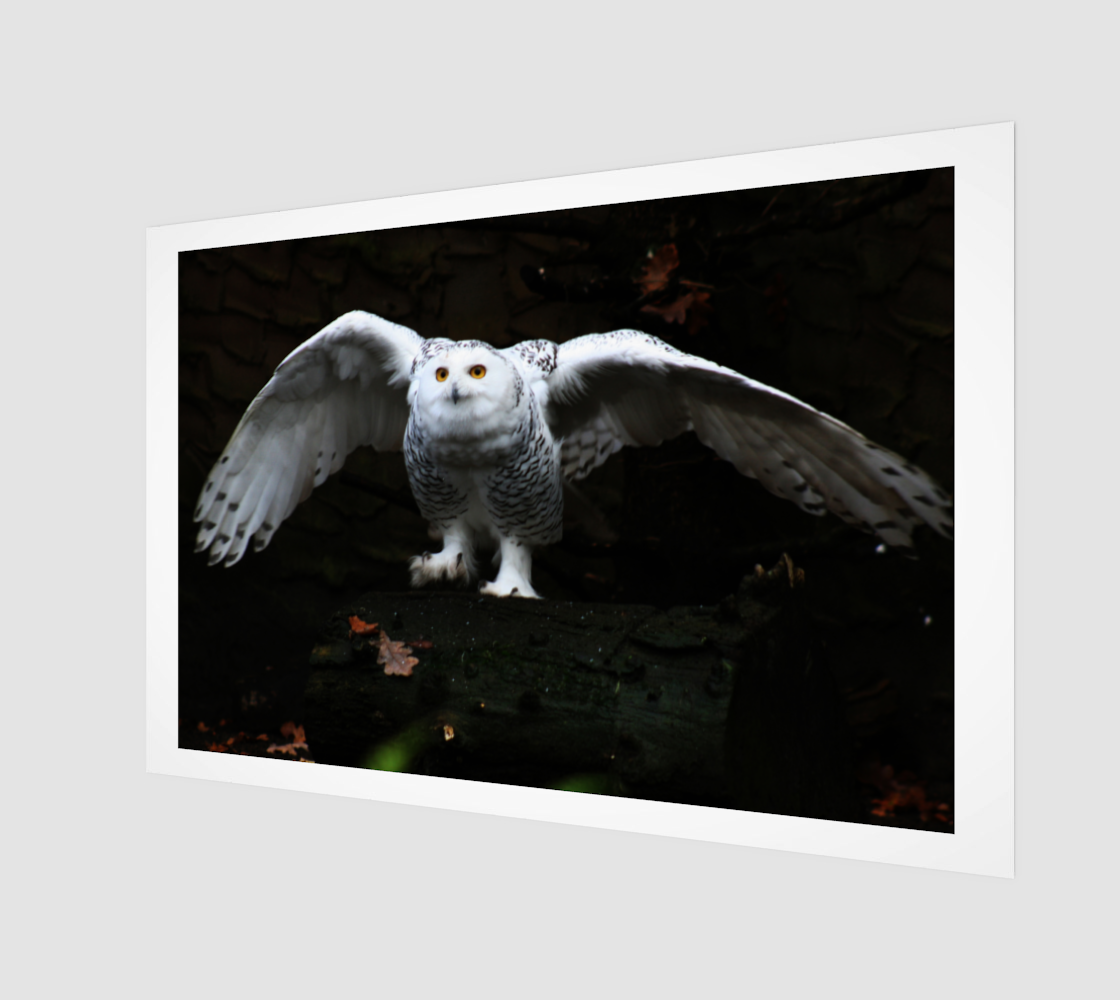 Snowy Owl With Open Wings Art Print preview