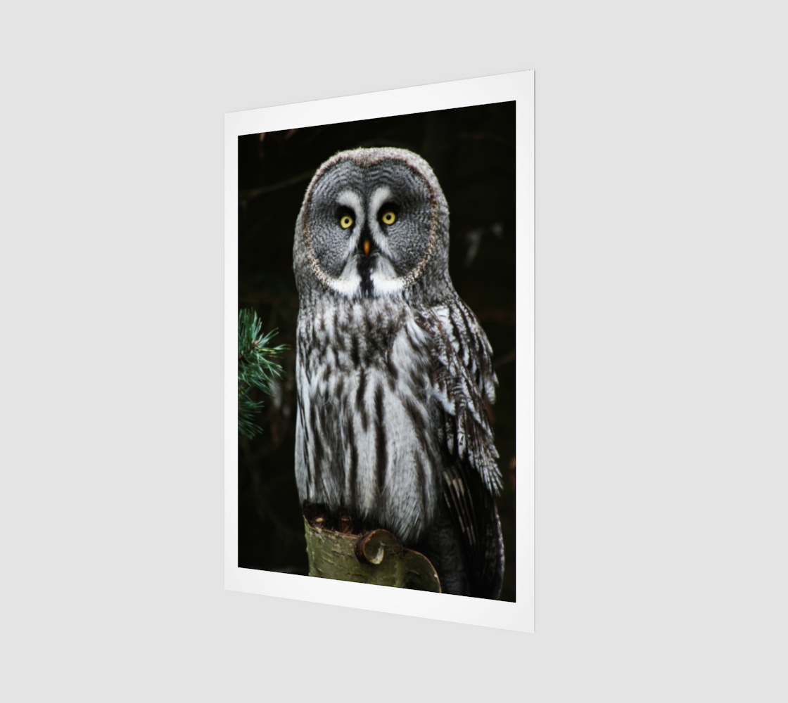 The Great Grey Owl Acrylic Print preview