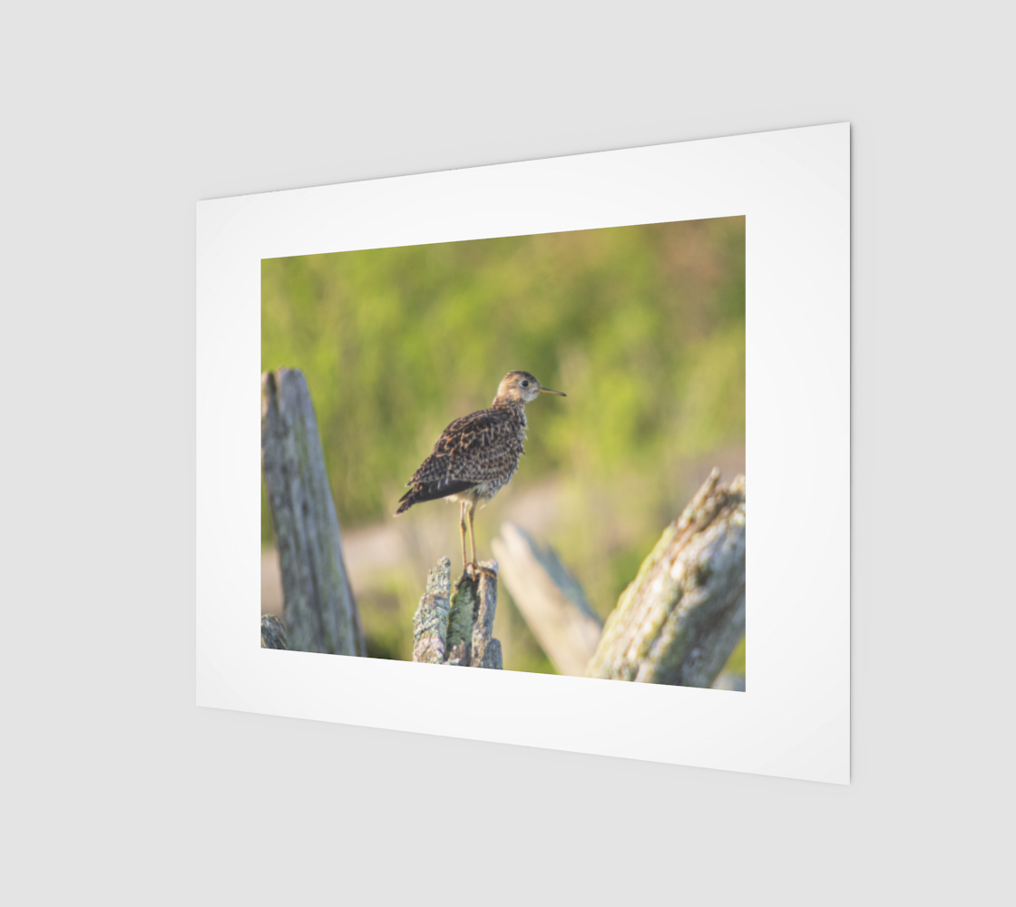 Upland Sandpiper 3D preview