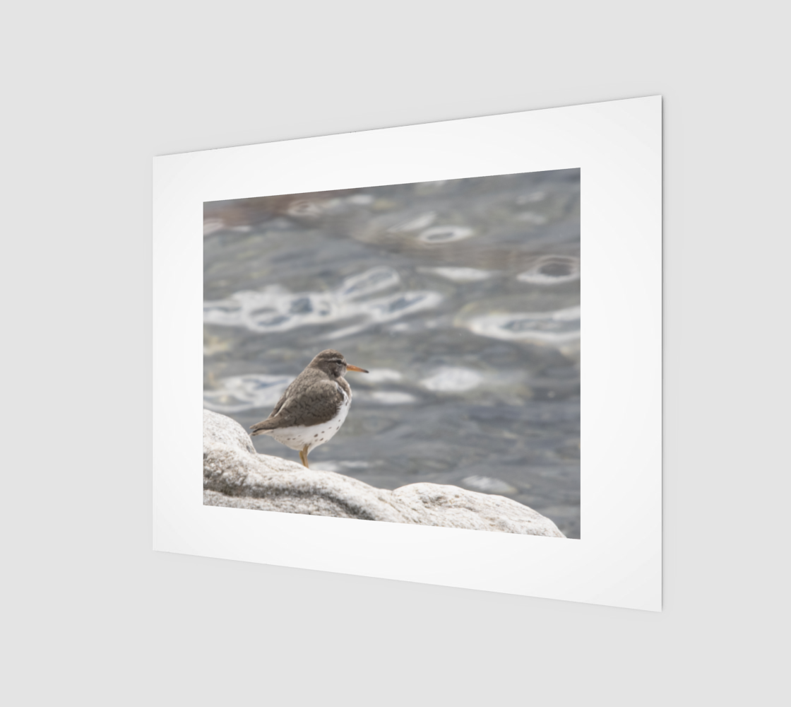 Spotted Sandpiper preview