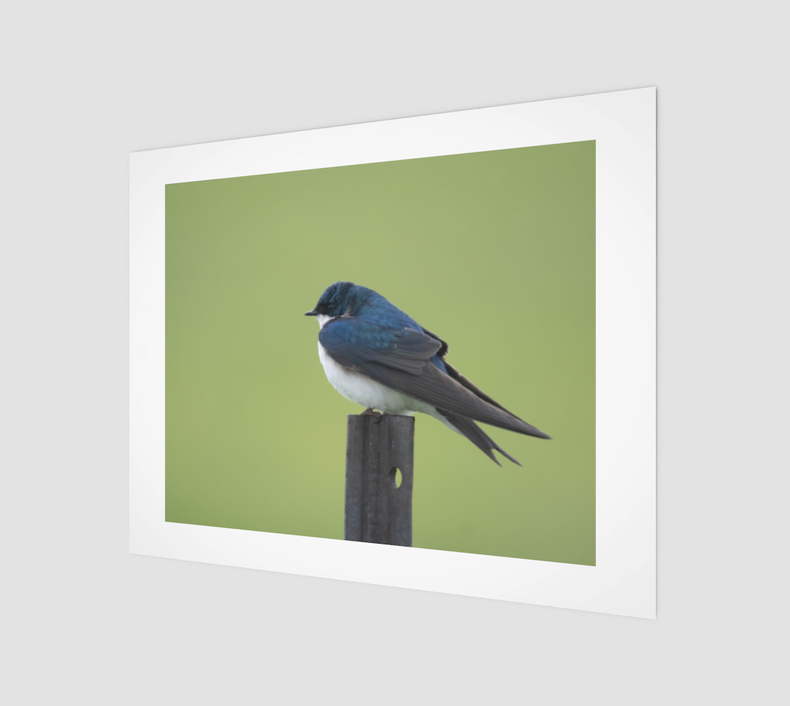 Tree Swallow preview