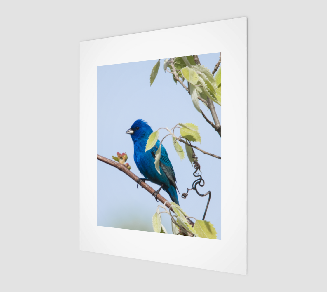 Indigo Bunting preview