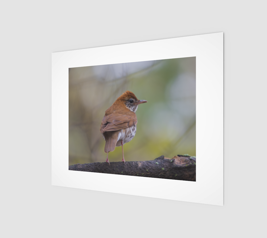 Wood Thrush preview