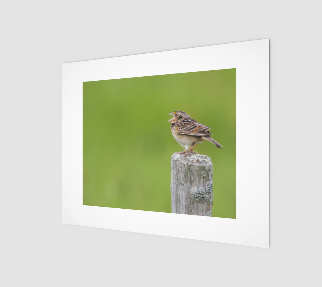 Grasshopper Sparrow preview #1