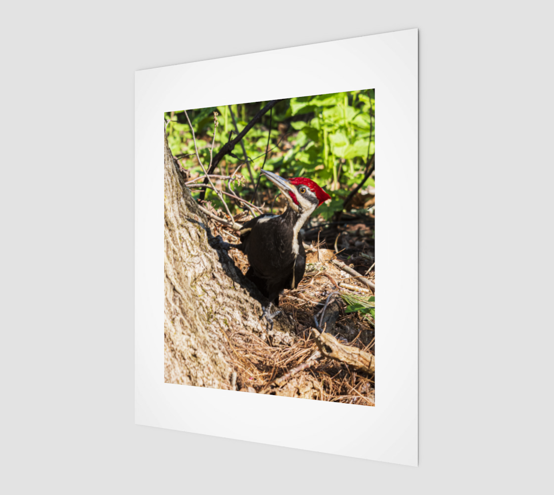Pileated Woodpecker 3D preview