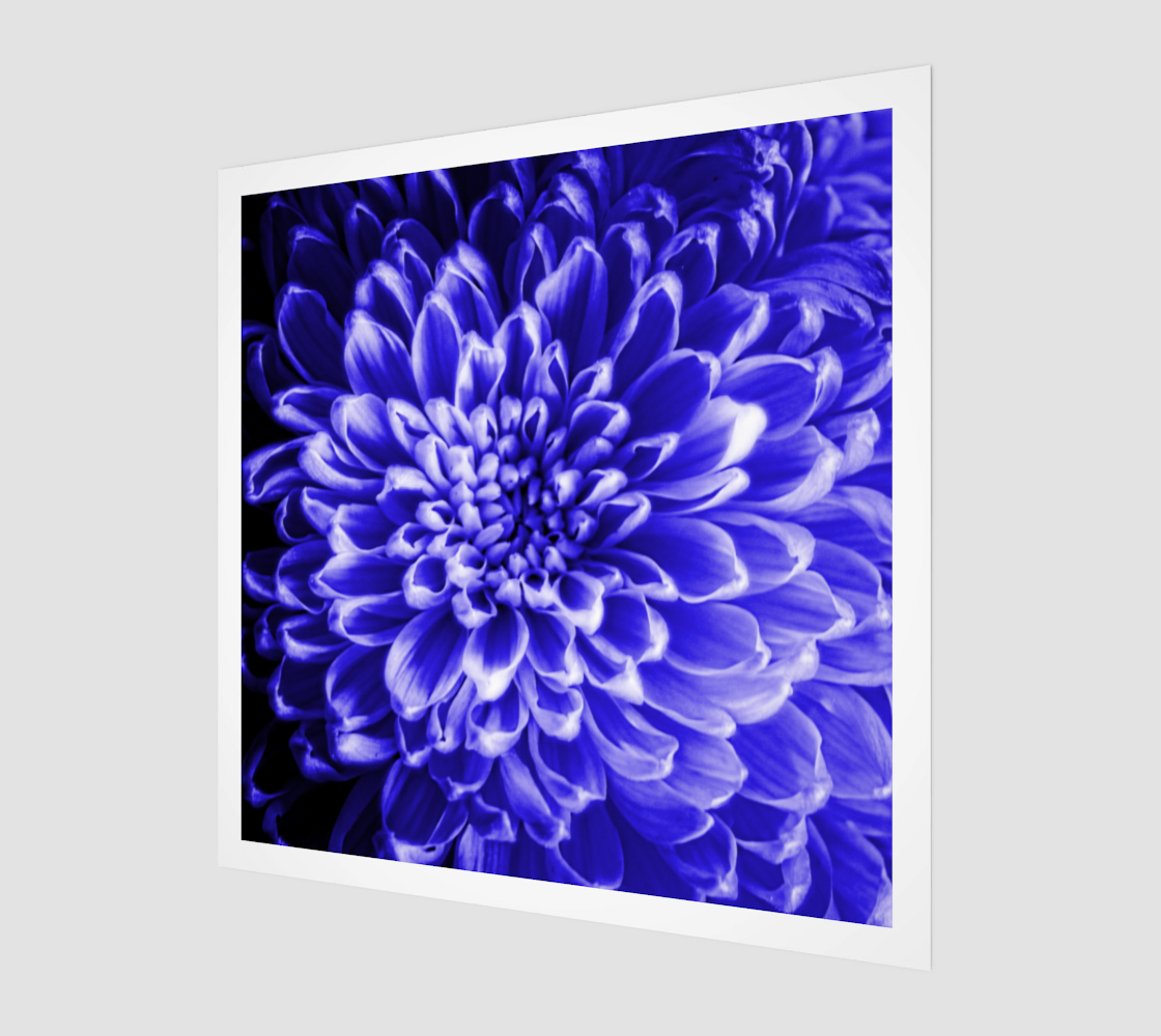 Blue Chrysanthemum Art Print preview