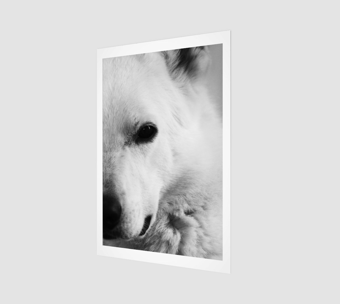 White German Shepherd Poster Print preview #1