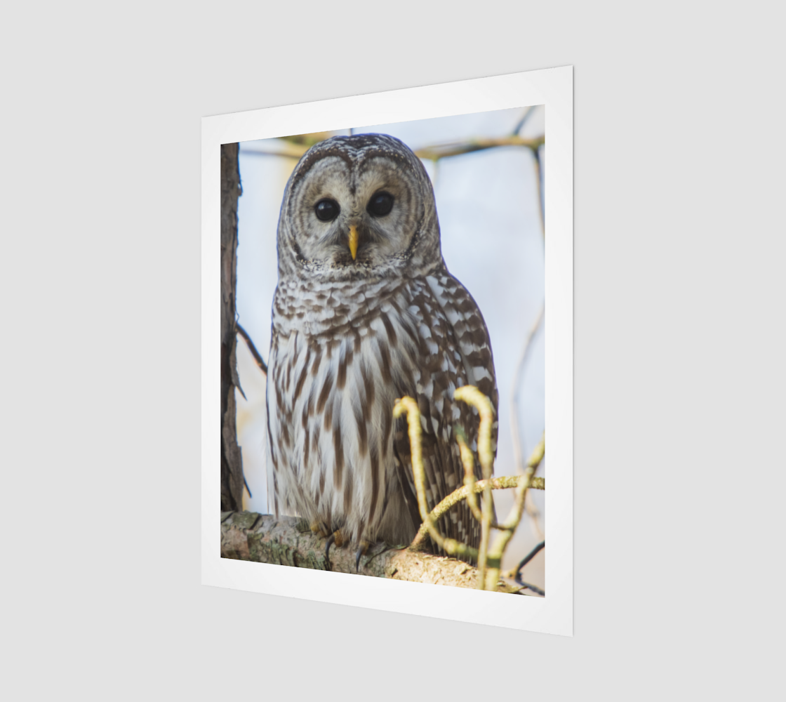 Barred Owl preview