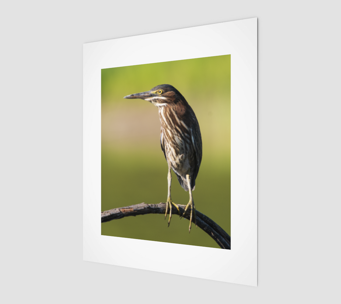 Green heron 3D preview