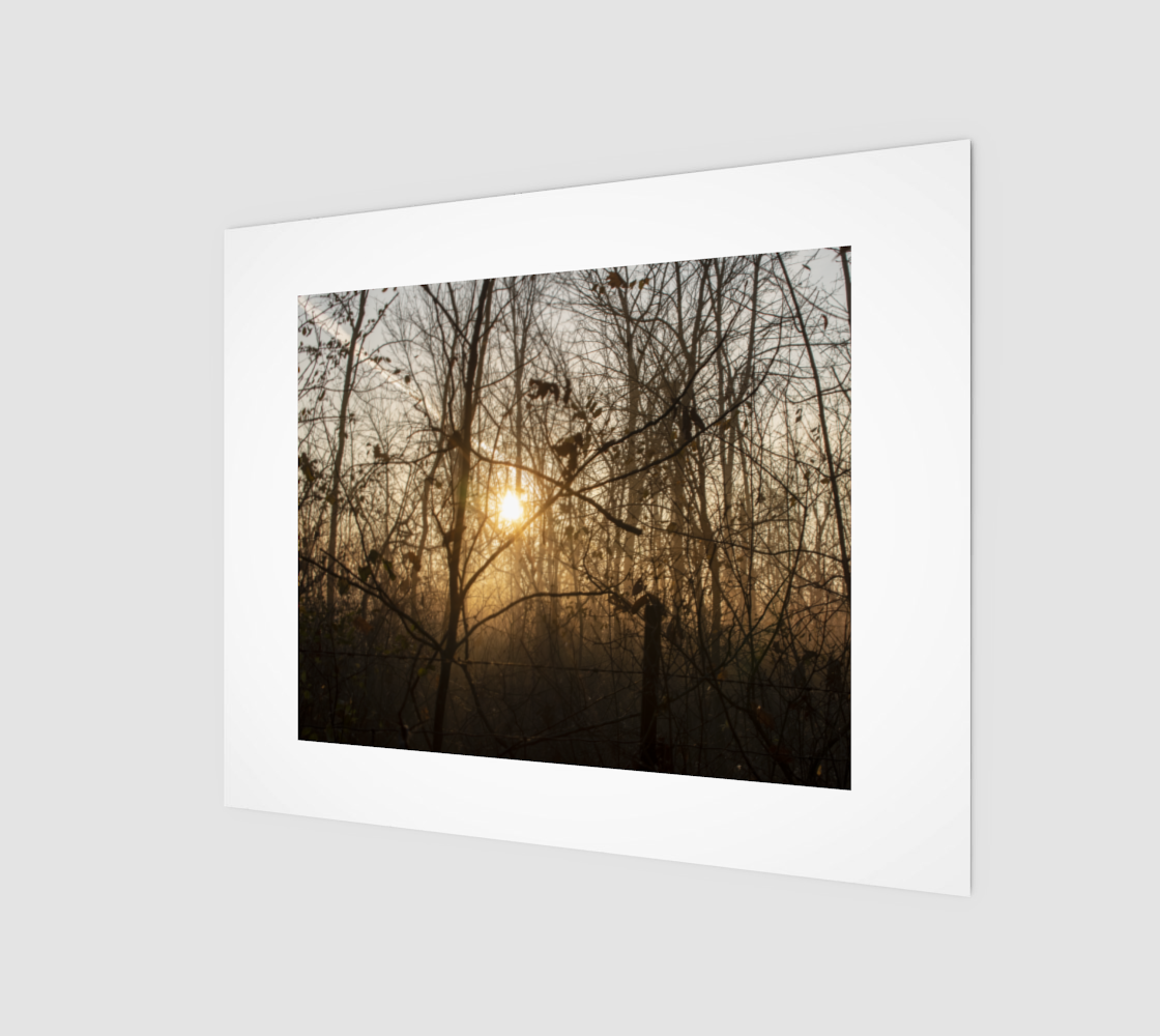 forrest sunrise preview #1